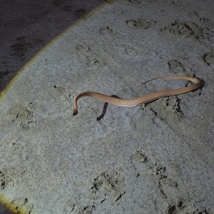 Rare sand snake pictured for the first time in 150 years in Kachchh