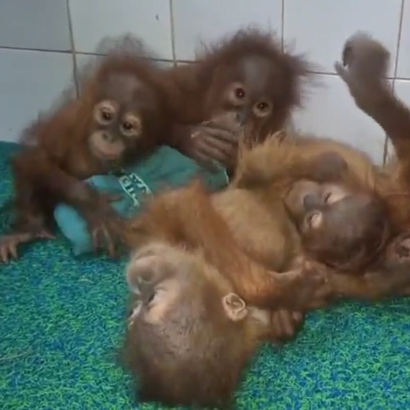 Watch: Five rescued orangutans reach Nandankanan Zoo, kept in quarantine