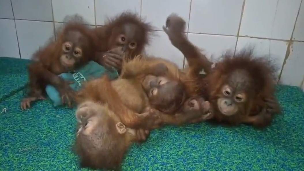 The five rescued orangutan are seen at the Nandankanan Zoo. (Photo: Screengrab) Five young orangutans rescued in Odisha arrive at Nandankanan Zoo, under watch