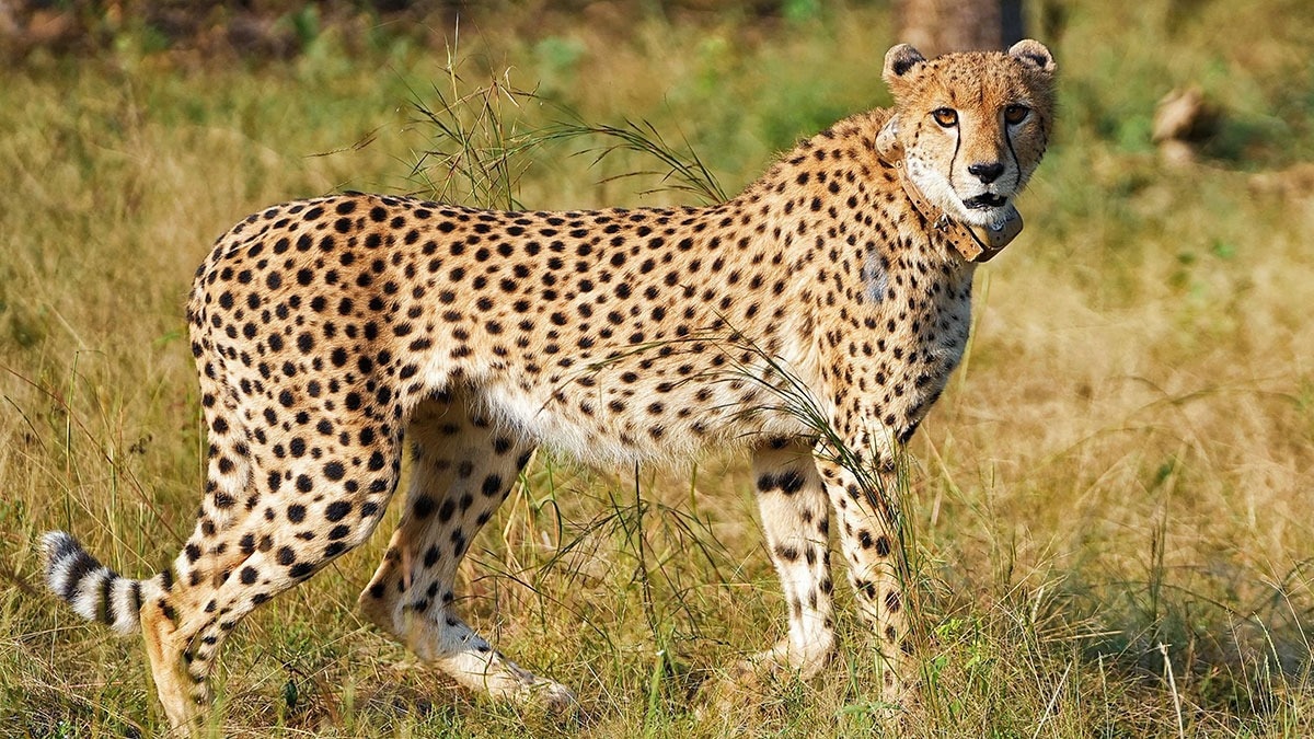 Why a female cheetah was moved to Gandhi Sagar Sanctuary from Kuno