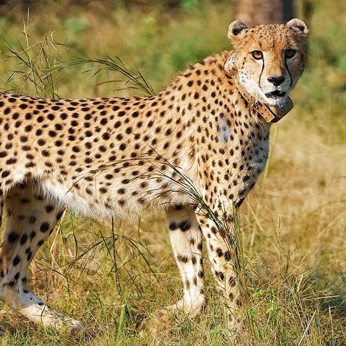 Why a female cheetah was moved to Gandhi Sagar Sanctuary from Kuno