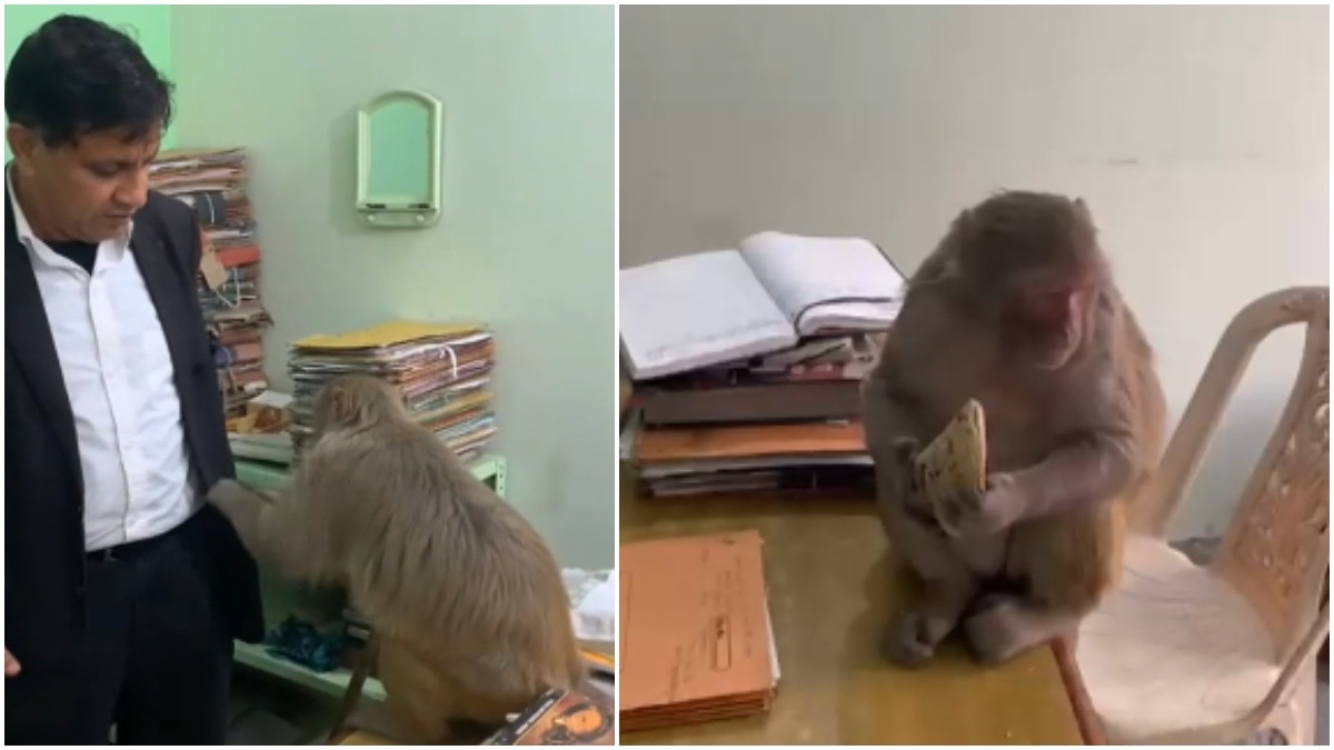 Ghaziabad lawyer's monkey friend visits his chamber every day, waits for roti