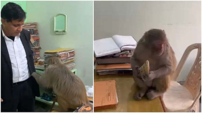 Ghaziabad lawyer’s monkey friend visits his chamber every day Ghaziabad lawyer monkey friend visits his chamber every day