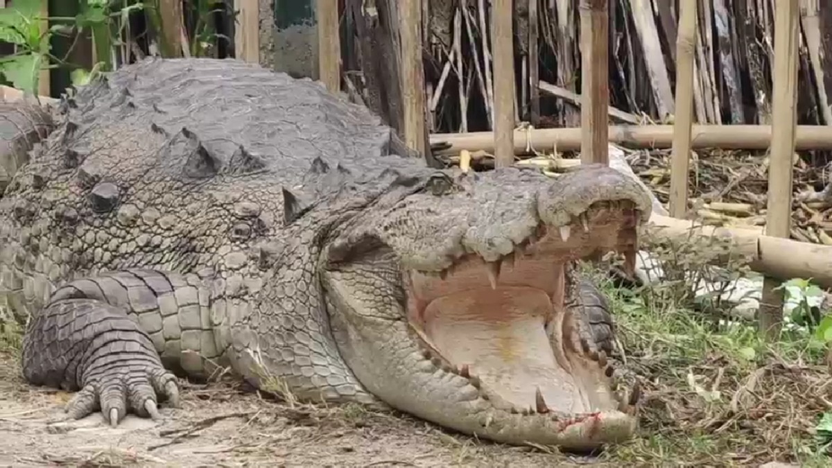 Giant crocodile wanders into Bihar village, forest team captures it in tense rescue