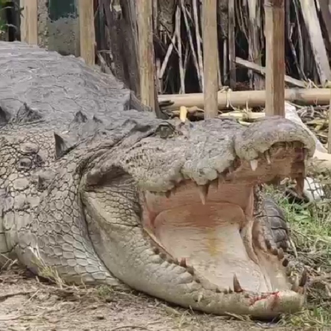 Giant crocodile wanders into Bihar village, forest team captures it in tense rescue