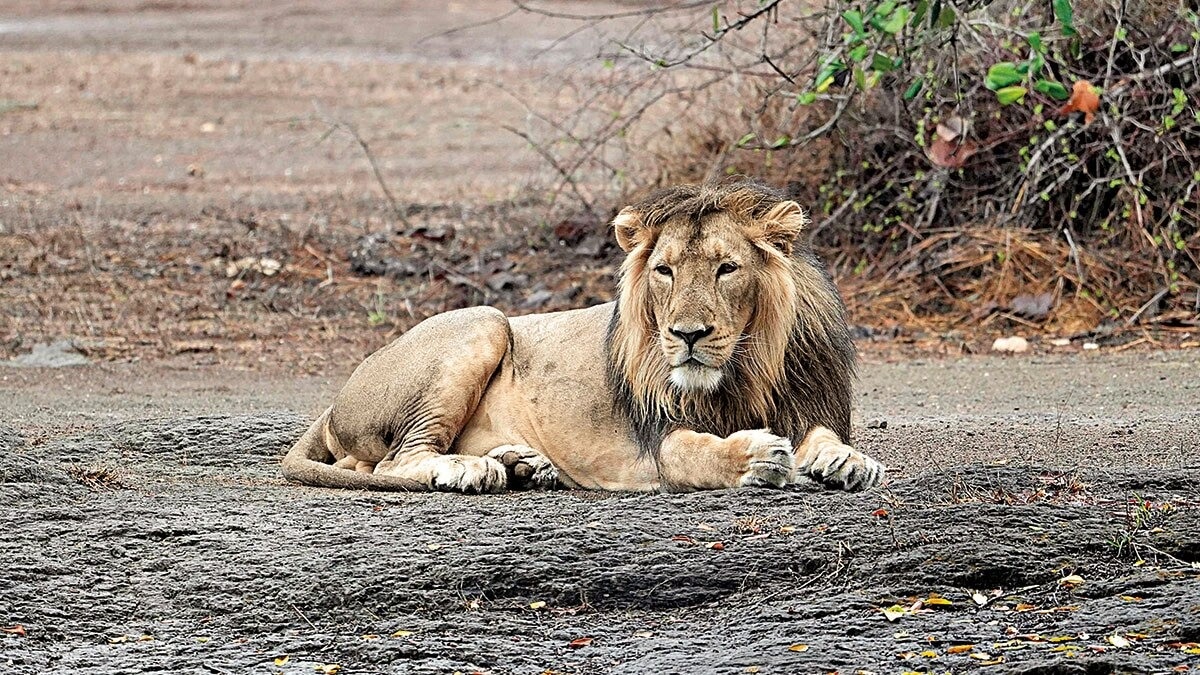 10 lions found dead in Tanzania's Ngorongoro Reserve, poisoning suspected