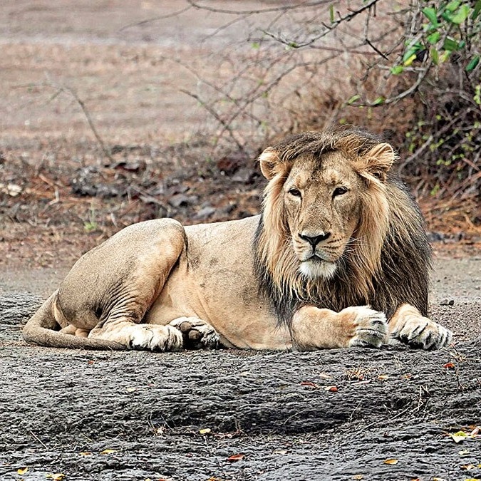 10 lions found dead in Tanzania’s Ngorongoro Reserve, poisoning suspected