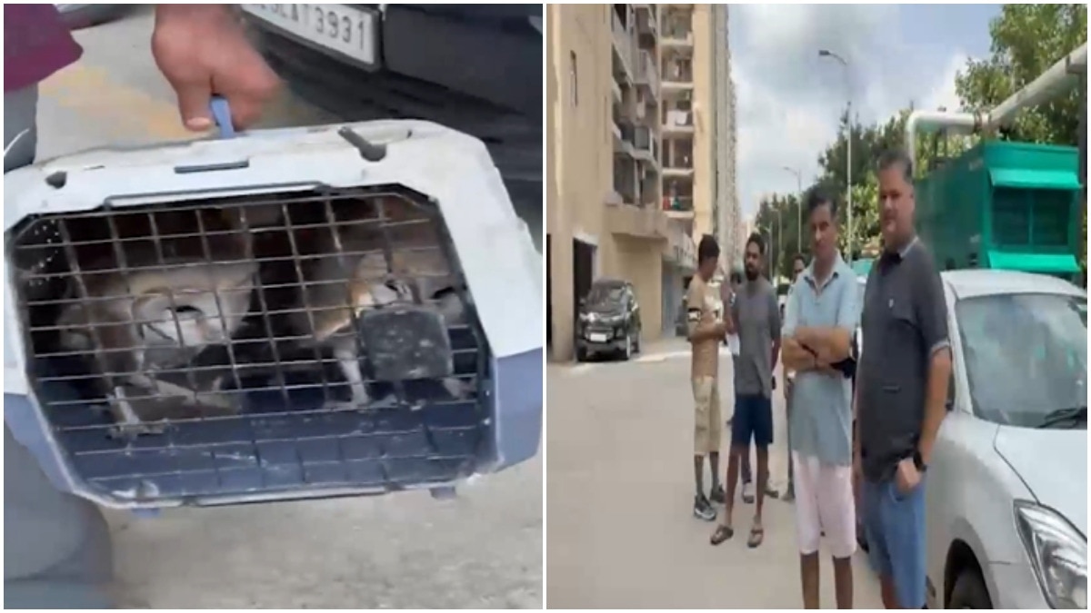 Greater Noida society hit by owl attacks, 7 birds rescued after residents complain
