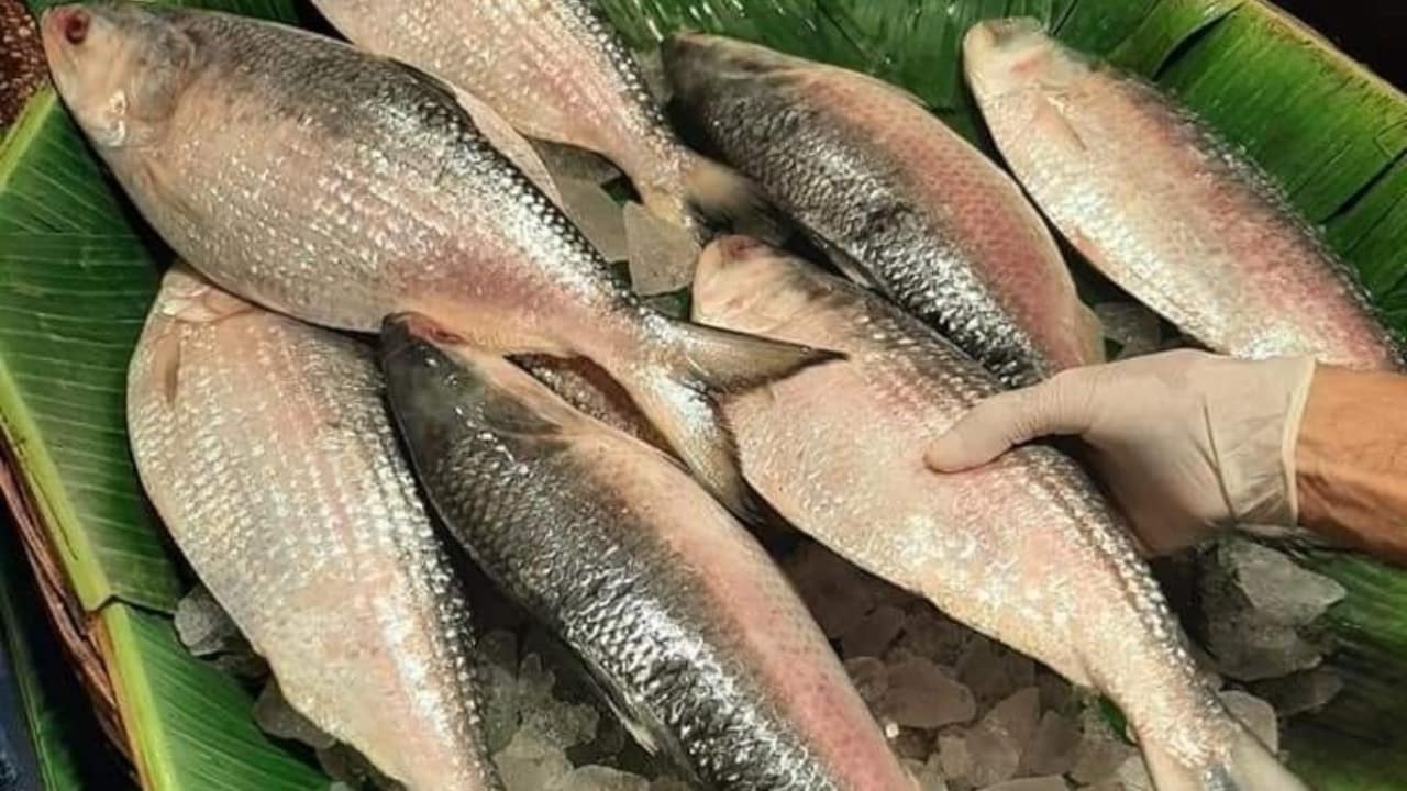 India exports 500 tonnes of hilsa fish to Bangladesh