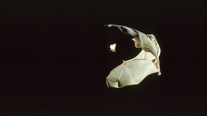 How did bats learn to 'see' in the dark? Landmark discovery explains How did bats learn to 'see' in the dark? Landmark discovery explains