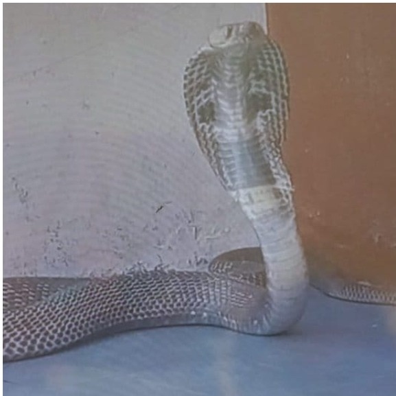 Hyderabad school students scream in horror as cobra enters classroom