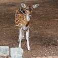 I spent a week living inside IIT Madras, a forest campus of deer and blackbucks where they are building flying taxis, homegrown rockets, a cancer vaccine and a cell-by-cell map of the human brain. (Photo: Radifah Kabir/India Today) I spent a week living inside IIT Madras, a forest campus of deer and blackbucks where they are building flying taxis, homegrown rockets, a cancer vaccine and a cell-by-cell map of the human brain. (Photo: Radifah Kabir/India Today)