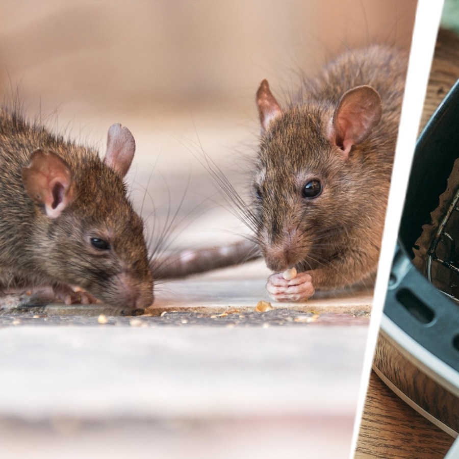Fungus, rodents found in 233 UP eateries during inspection, 13 Noida licenses at risk
