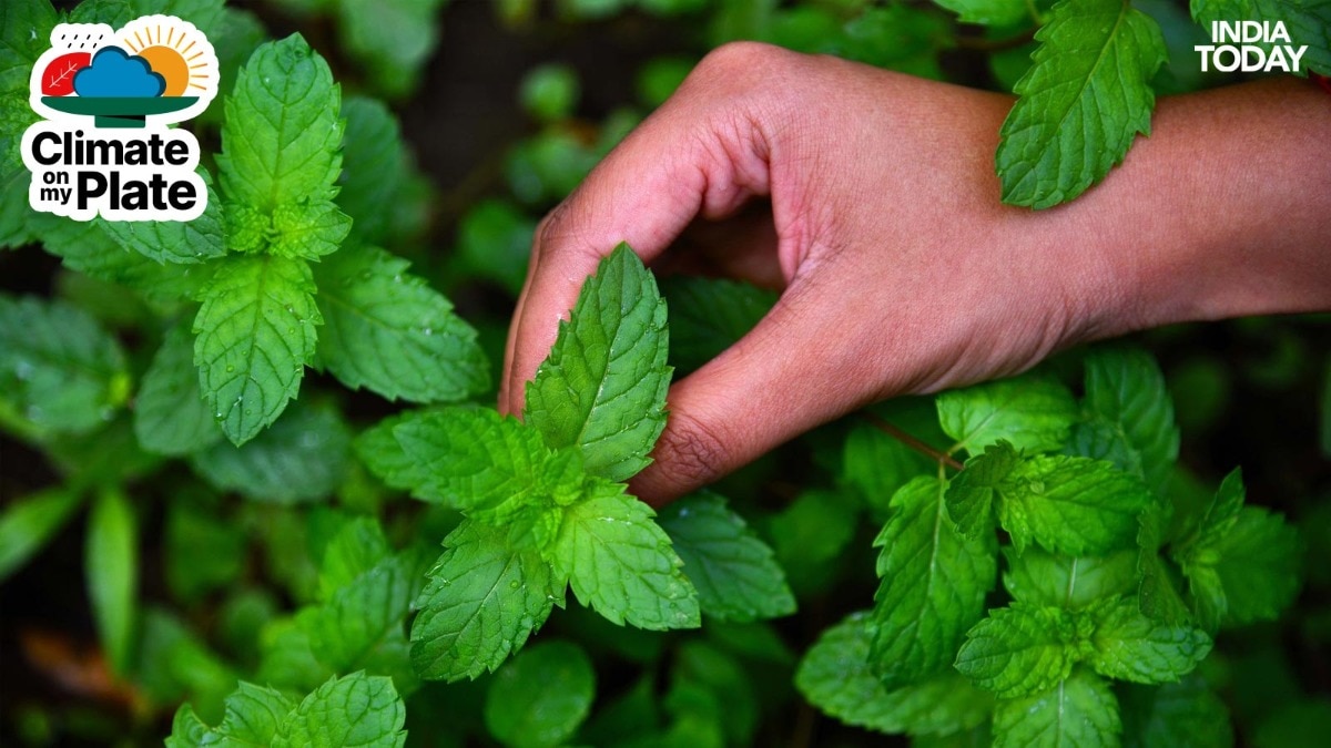 India's ancient medicines grow in forests. What's making them fall ill?
