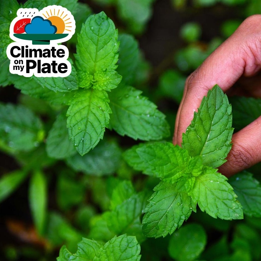 India's ancient medicines grow in forests. What's making them fall ill?