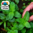 India's ancient medicines grow in forests. What's making them fall ill and die? India's ancient medicines grow in forests. What's making them fall ill and die?