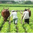 From Crop Insurance to Pension 4 Government Schemes That Can Make Farmers life Easier From Crop Insurance to Pension 4 Government Schemes That Can Make Farmers life Easier