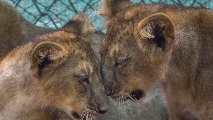The Gujarat government said it has taken several measures to prevent infections and ensure timely treatment of the state's Asiatic lion population. (Photo- PTI)