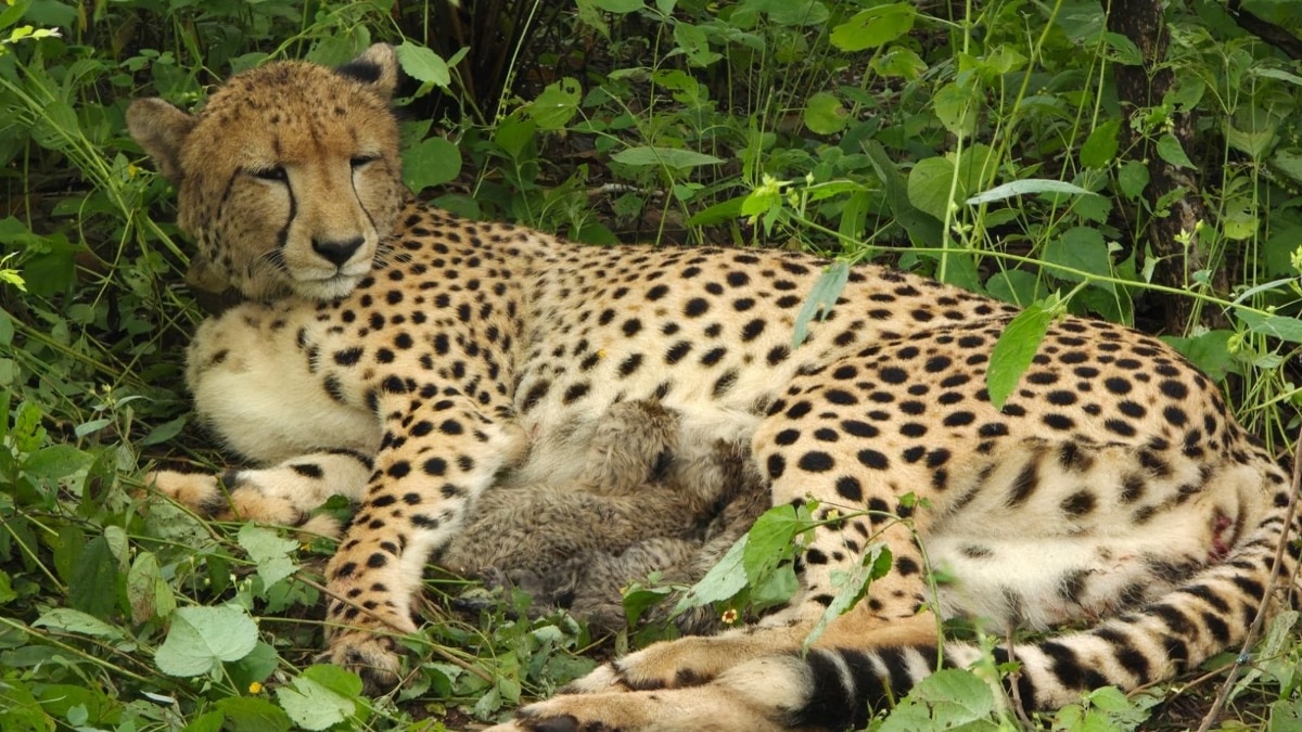 Kuno National Park. (Visual: @byadavbjp/X) Kuno female cheetah
