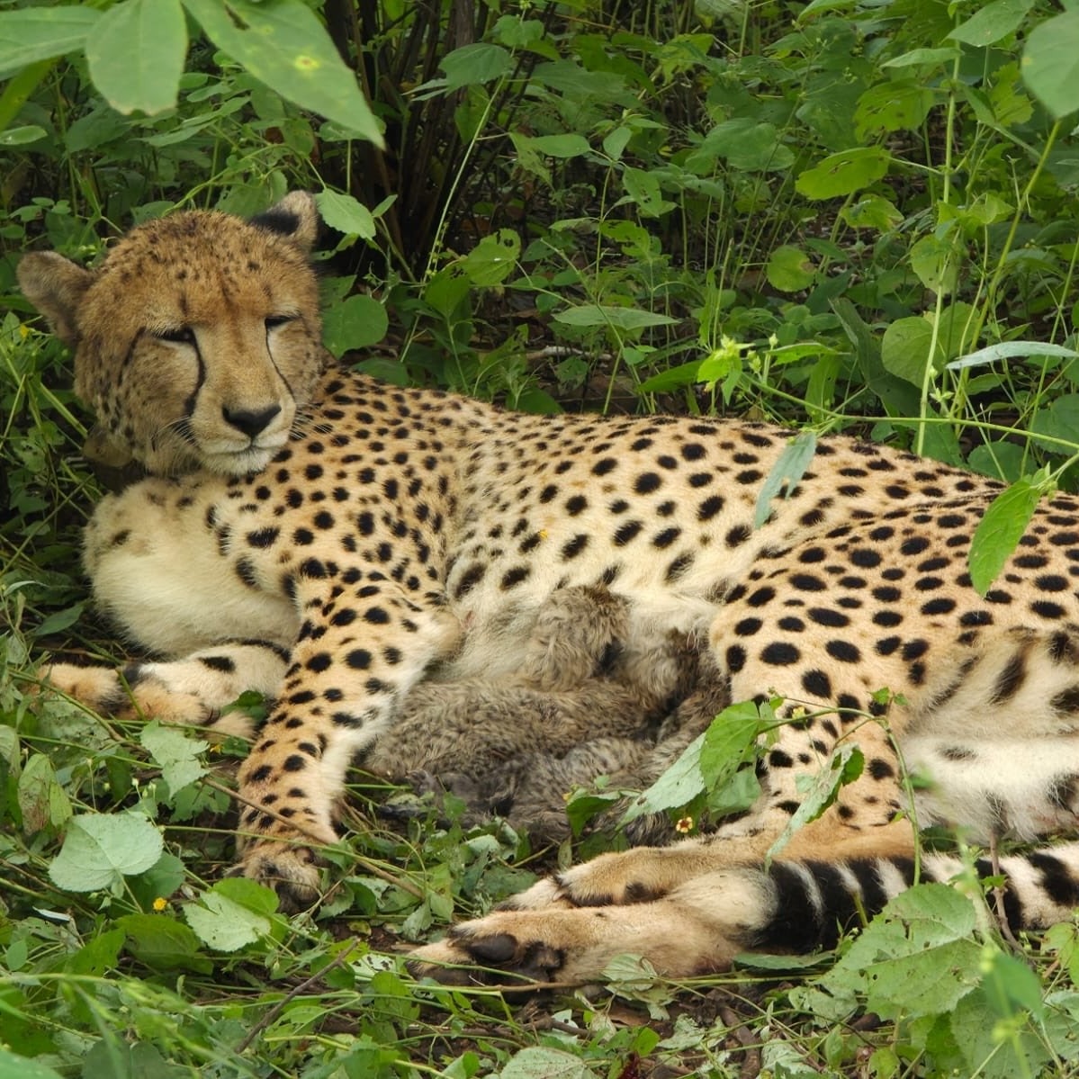Namibian cheetah Gaurav dies at Kuno after being rescued from wild in weak state