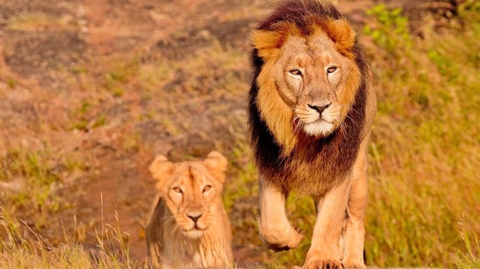 The incident comes amid wider concerns over wildlife deaths in East Africa. (Photo: Reuters) Lion deaths