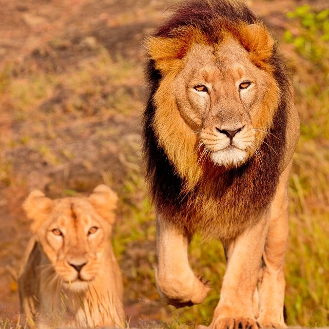 Ten lions found dead in Tanzania’s Ngorongoro reserve, poisoning suspected