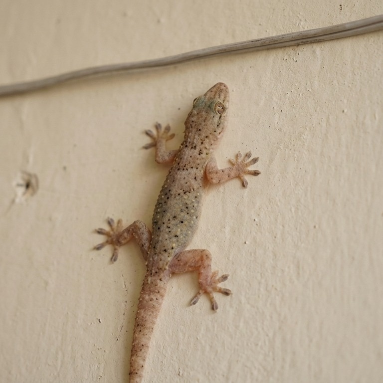 Lizard in Sambhar