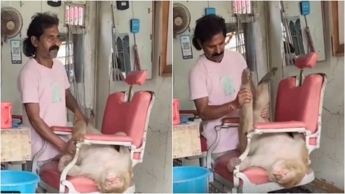Nagaland Minister amused by monkey's rather lavish barbershop spa day