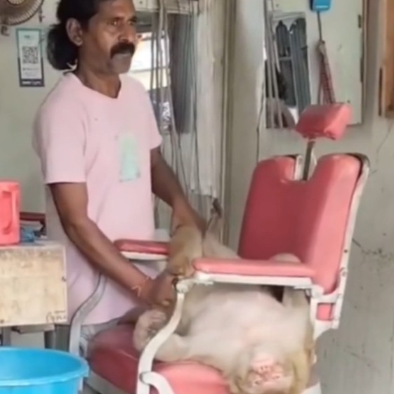 Nagaland Minister amused by monkey’s rather lavish barbershop spa day