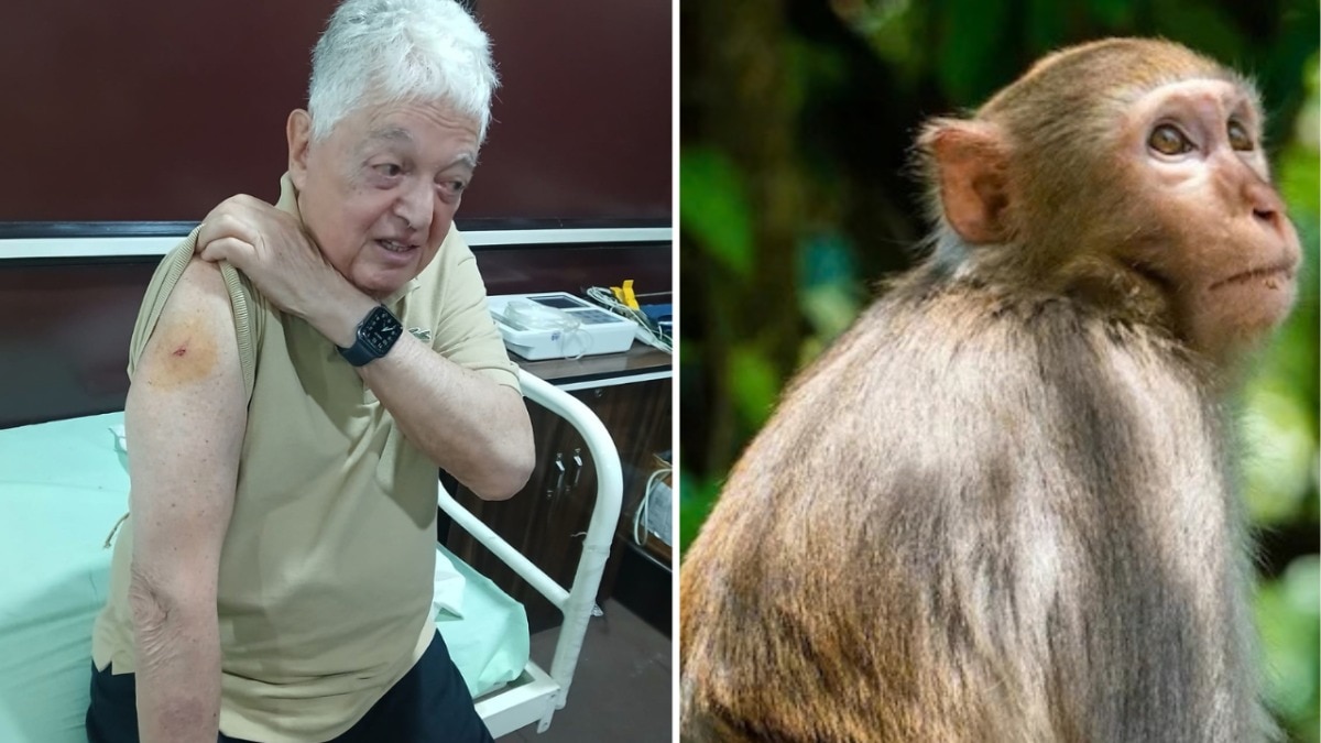Monkey attacks 2 tourists, including 83-year-old Brazilian, at Taj Mahal