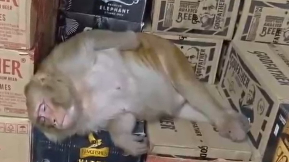 Monkey enters liquor shop in Ranchi, consumes drink, then dozes off