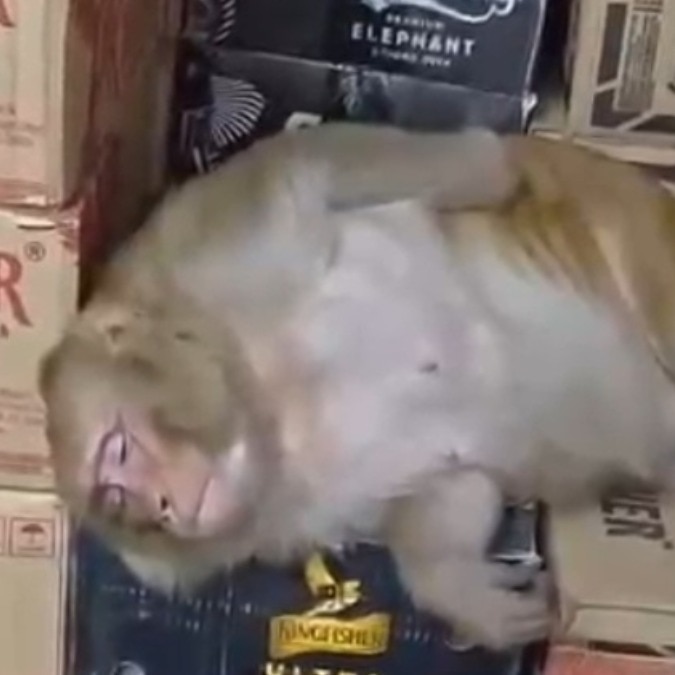 Monkey enters liquor shop in Ranchi, helps itself to a drink before passing out