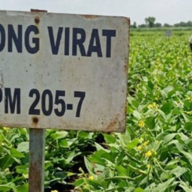 Fake farmer registrations, cheap moong: How Madhya Pradesh’s MSP scheme was exploited