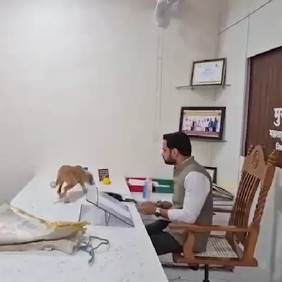 Nashik activists release stray dogs on official’s table after complaints go unheard