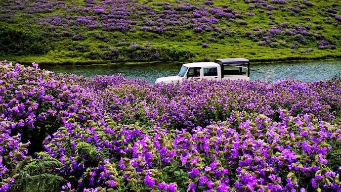 Neelakurinji flower bloom seen in Munnar. (Photo: X/@Gokerala_) Neelakurinji flower bloom