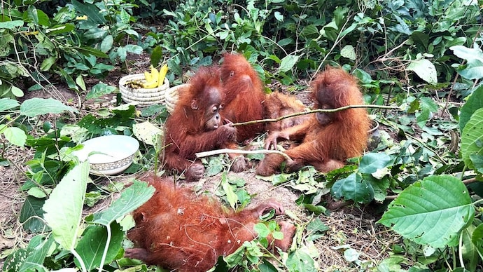 According to a health bulletin issued by the zoo, the body temperatures of the five infant orangutans ranged between 98 and 99 degrees Fahrenheit. (Photo:X) Orangutans Odisha