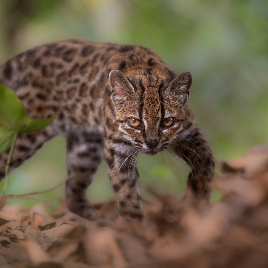 New cat species discovered for the first time in over 100 years. See pics