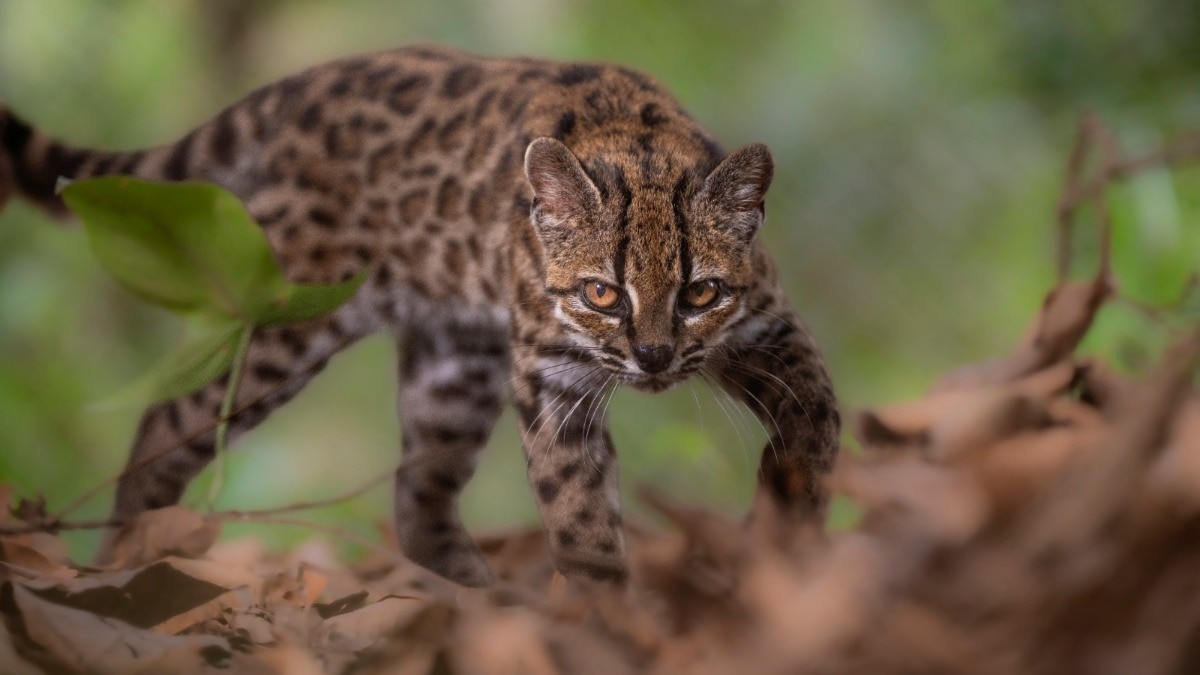 New cat species discovered for the first time in over 100 years. See pics