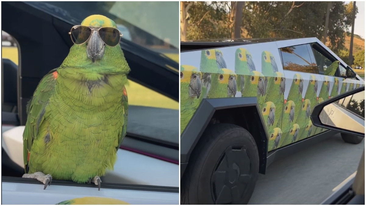 Parrot rides Cybertruck featuring pictures of its own face, and people are jealous