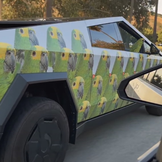 Parrot rides Cybertruck featuring pictures of its own face, and people are jealous
