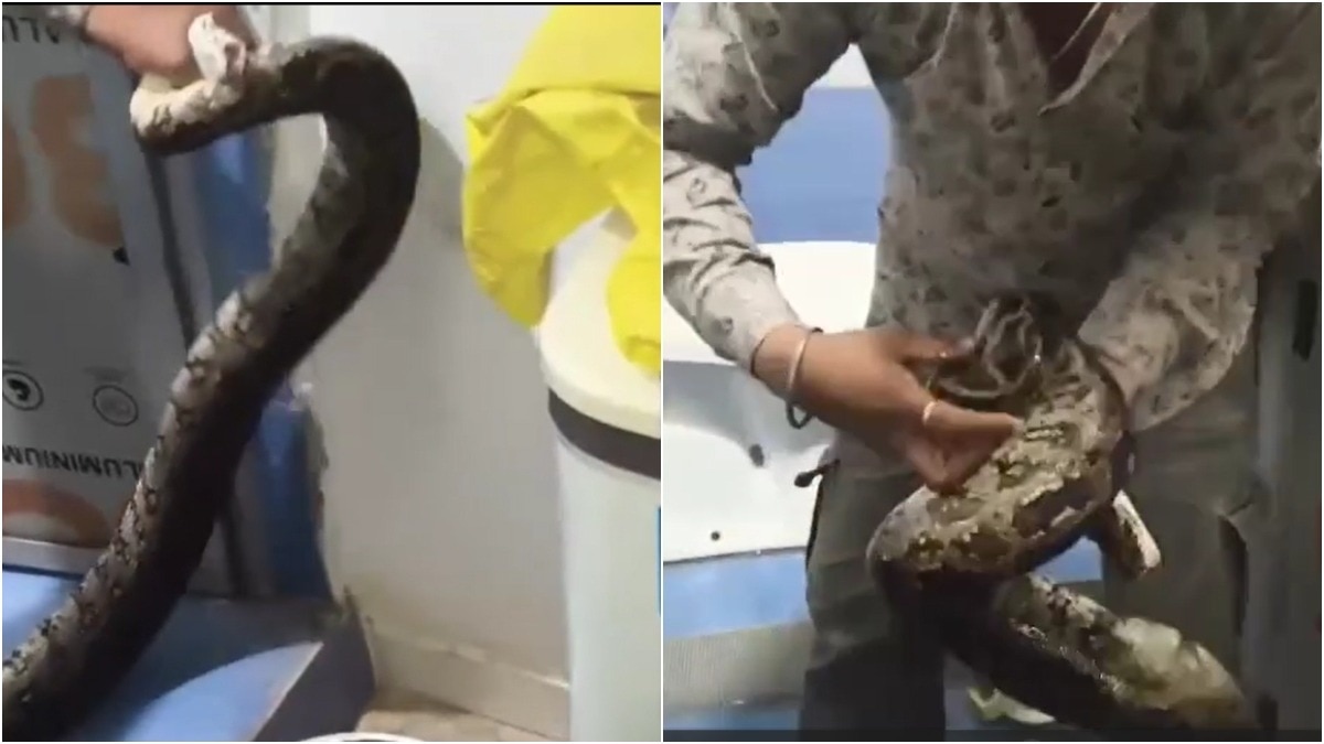 Forest Department Rescues 10-Foot Python from Residential Bathroom in Madhya Pradesh