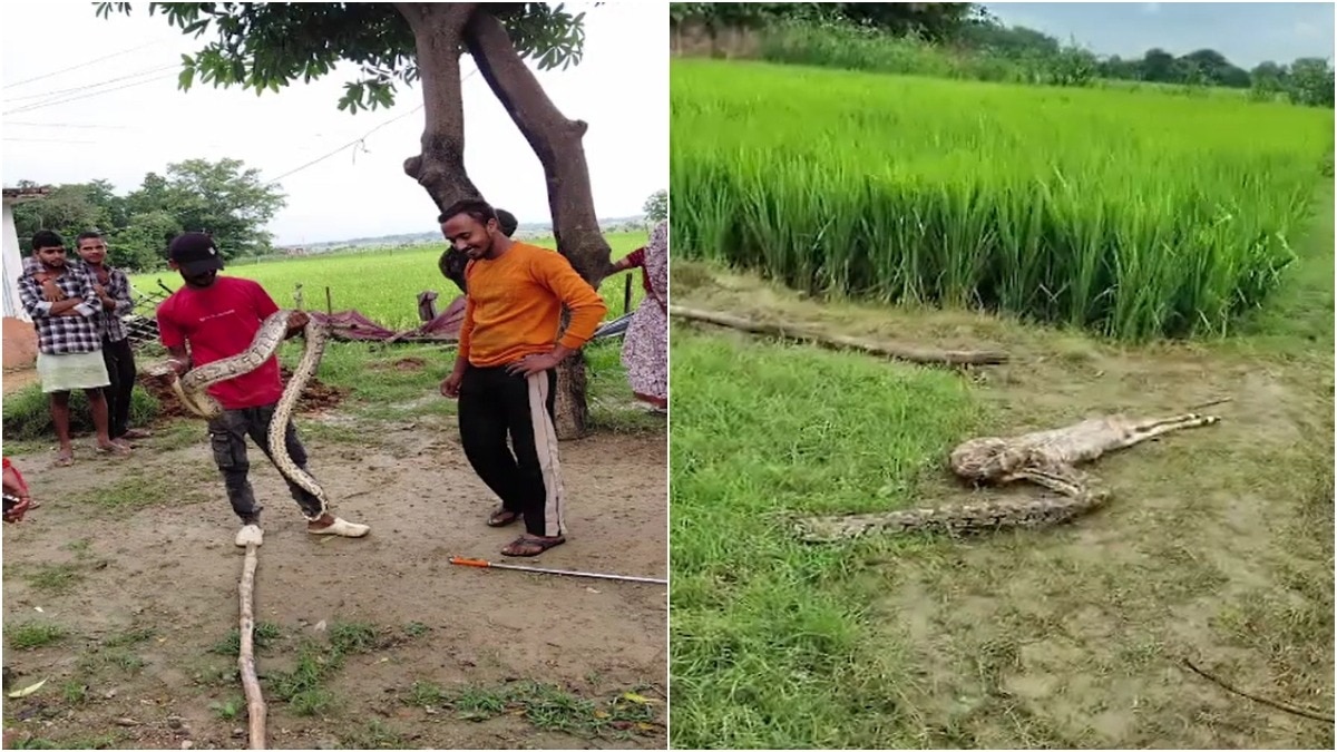 12-foot python enters UP village, swallows nilgai calf before forest team captures it