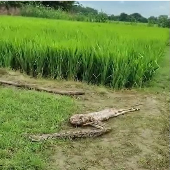 12-foot python enters UP village, swallows nilgai calf before forest team captures it