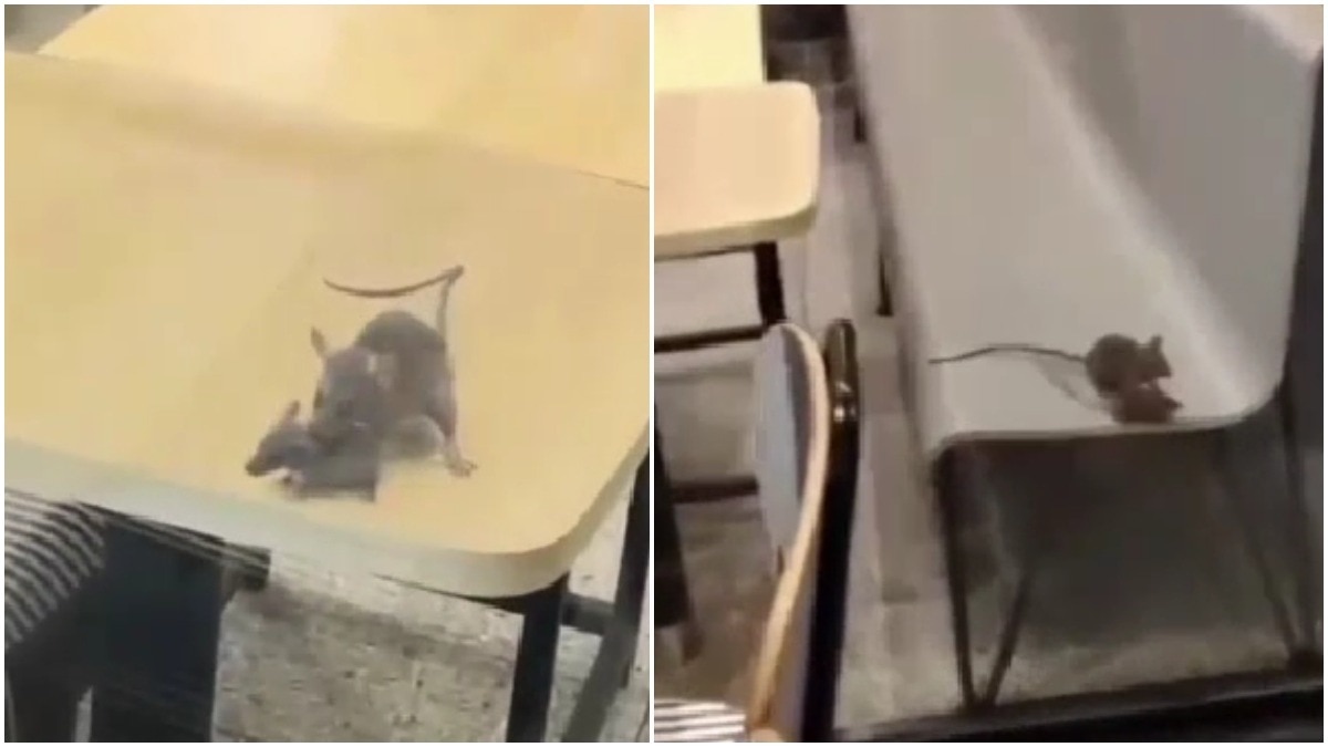 Rats seen roaming around dining area at McDonald's in Gujarat, outlet fined Rs 3,000