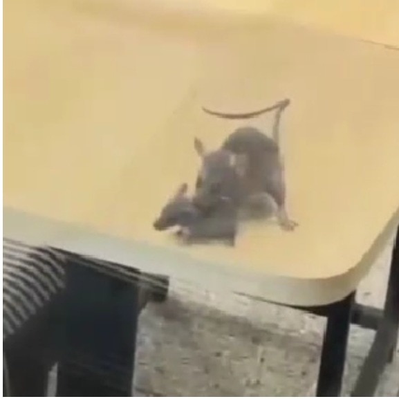 Rats seen roaming around dining area at McDonald’s in Gujarat, outlet fined Rs 3,000
