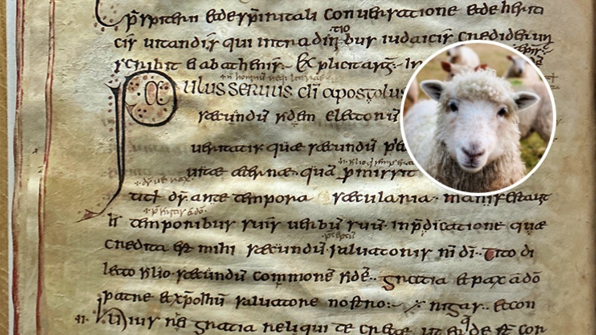 Sheeppox has threatened livestock for more than 3,700 years. (Photo: University of Dublin) Sheeppox virus attack