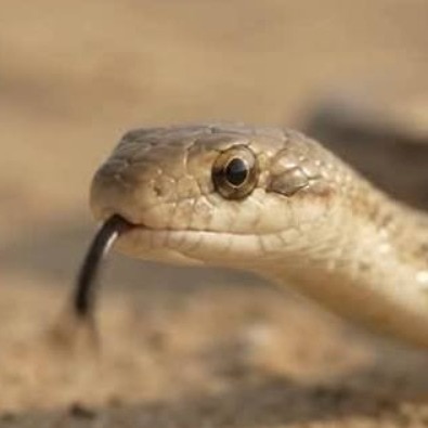 Sistan sand boa recorded in India for first time after 3 found in Rajasthan's Sikar