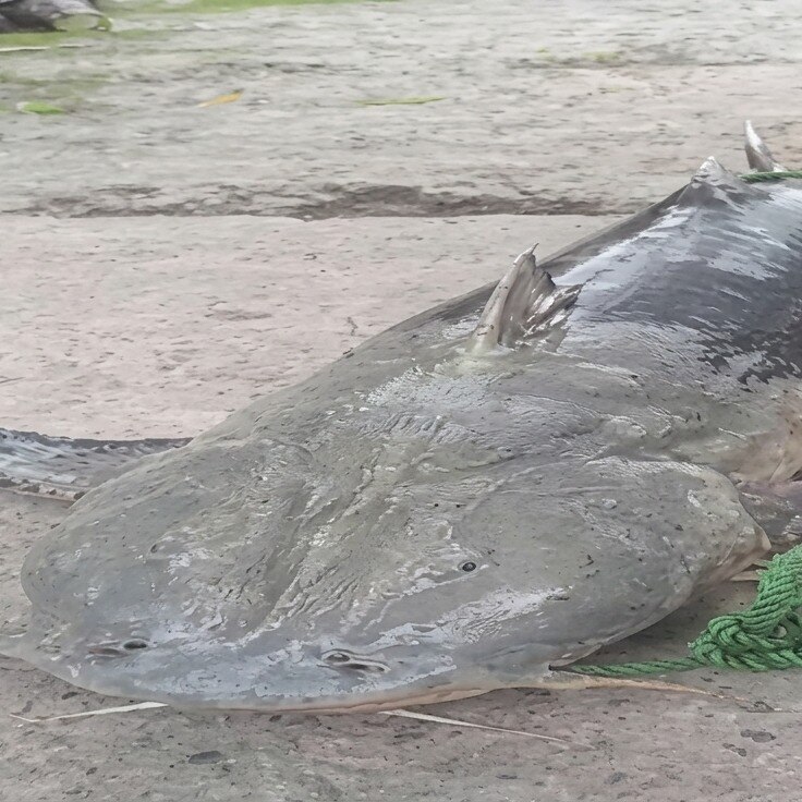 Strange fish in Bihar after Nepal floods