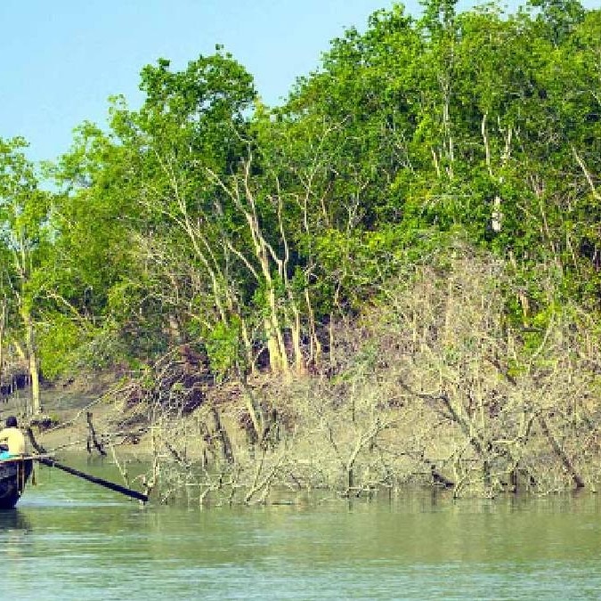 Their husbands were killed by tigers. Now, they are saving the Sundarbans