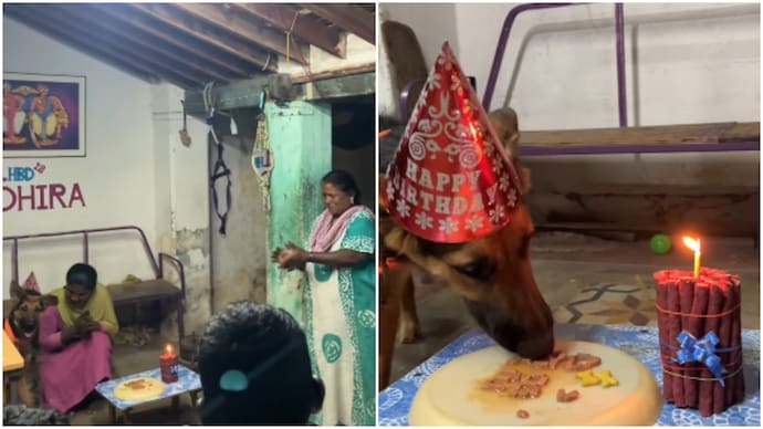 Tamil Nadu family throws adorable 1st birthday party for pet German Shepherd (Photos: Aadhira/Instagram) Tamil Nadu family throws adorable 1st birthday party for pet German Shepherd